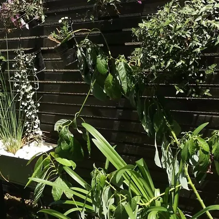 Crystal * كراغوييفاك